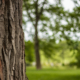 tree side close up with foliage in the background