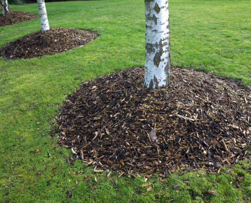 How to Mulch Around Trees the Right Way
