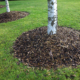 How to Mulch Around Trees the Right Way