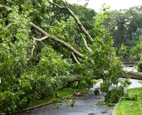 Neighbors tree falls on to neighbors house and over driveway