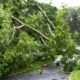 Neighbors tree falls on to neighbors house and over driveway