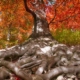 old beech tree with nice roots